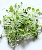 microgreens-opener