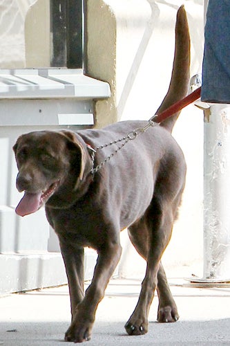 Anne_Hathaway_dog