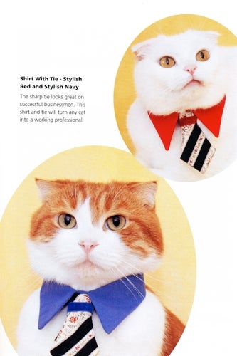 business-cat