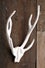 Antlers-West-Elm