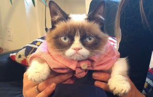 Opener_GrumyCat_Leila