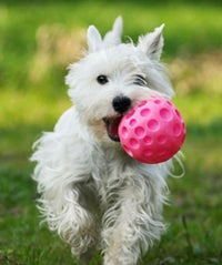 Our Ultimate Dog-Owner's Guide To L.A. opener