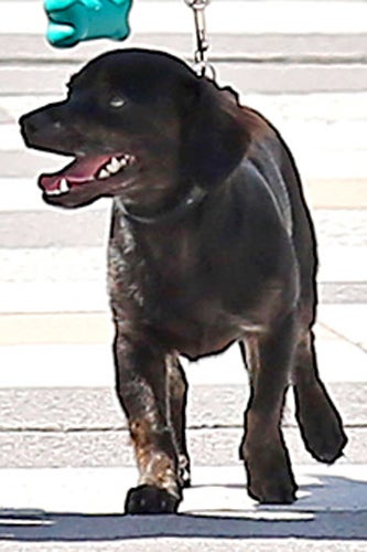 Matthew_McConaugh_dog