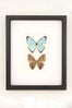BugUnderGlass_$68_BugUnderGlass