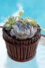 succulentmix