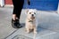 san francisco dogs