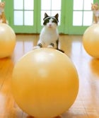 Because It's Friday: The Work It Kitty! Aerobics Video kitty
