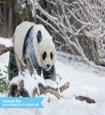 NationalZoo