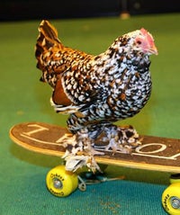 Best In Show? Yes, That Is A Chicken On A Skateboard PetShowOP