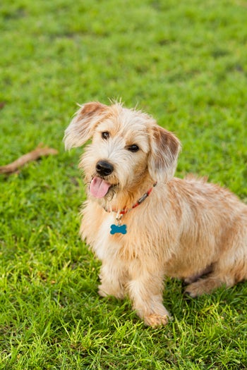04-andy_lai_photography_refinery29_dogs_4