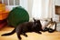 Feline Friends