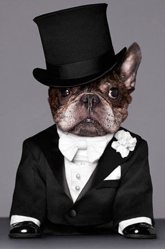 nars-marcel-dog-5