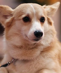 Say It Isn't So: Is Helen Mirren Feuding With...A Corgi? corgiopener