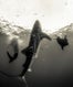 whale-opener