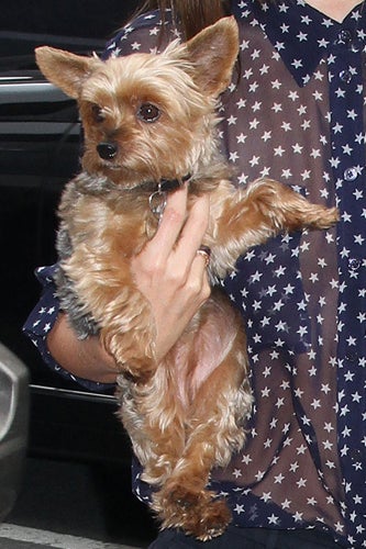Miranda_Kerr_dog