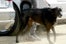 Orlando_Bloom_dog