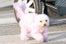 Alessandra_Ambrosio_dog