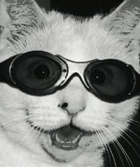 Purr Genius: Oakland To Host Internet Cat Video Festival cat opener