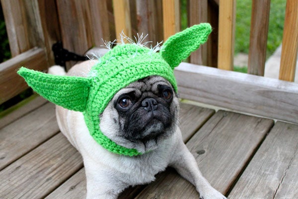 pug_yoda