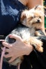 Amber_Heard_dog