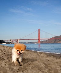Boo Little Dog In Big City