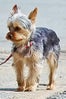 Jessica_Hart_Dog