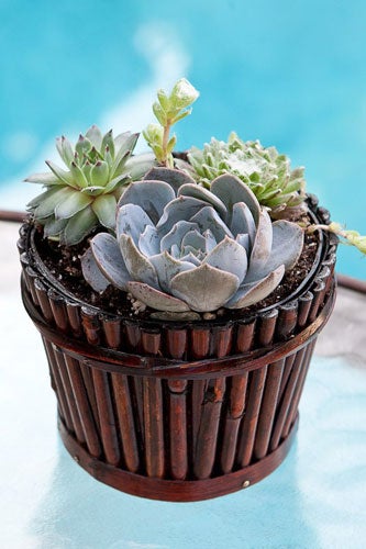 succulentmix