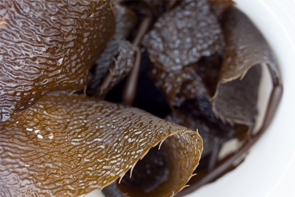 la-mer-trip-sea-kelp
