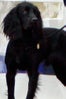 Kate_Middleton_Dog