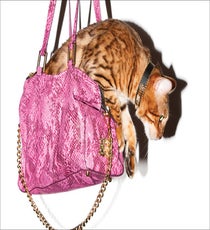 juicy-cats7