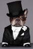 nars-marcel-dog-5
