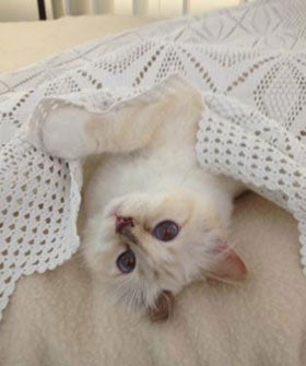 choupette-opener