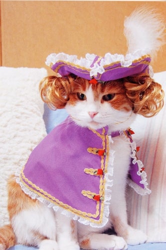 prince-cat